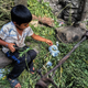 Children are also enlisted to help out.